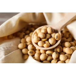 Buy Soybean Seeds