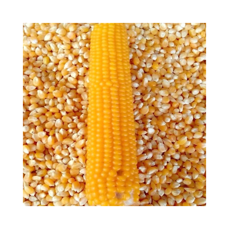 Buy Yellow Corn