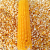 Buy Yellow Corn