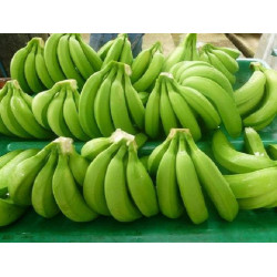 Buy Cavendish Banana