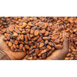 Buy Grade A Cocoa Seeds