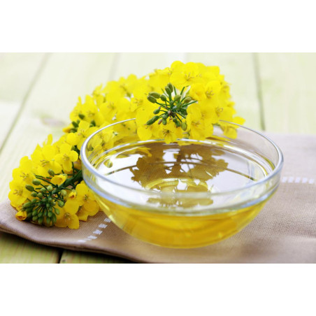 Buy Refined Canola Oil