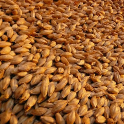 Buy Grade A Barley Grain