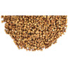 Buy Grade A Buckwheat Grain