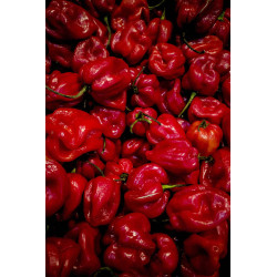 Buy Fresh Red Pepper