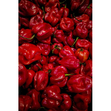 Buy Fresh Red Pepper