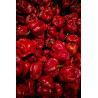 Buy Fresh Red Pepper