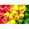 Buy Fresh Bell Pepper