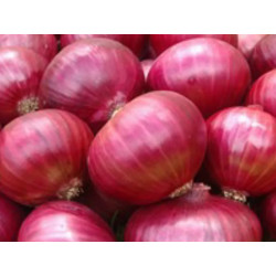 Buy Grade A Fresh Onion